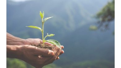 sustainable-supply-chain-practices-at-lead:-building-a-responsible-future